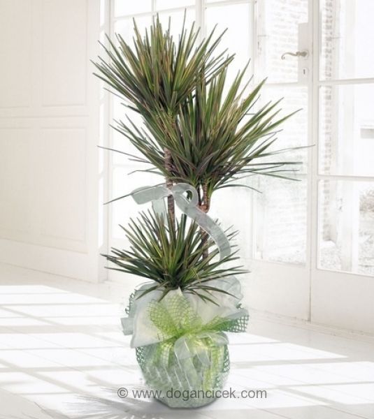 Diresinya , Tyap 6 Holl