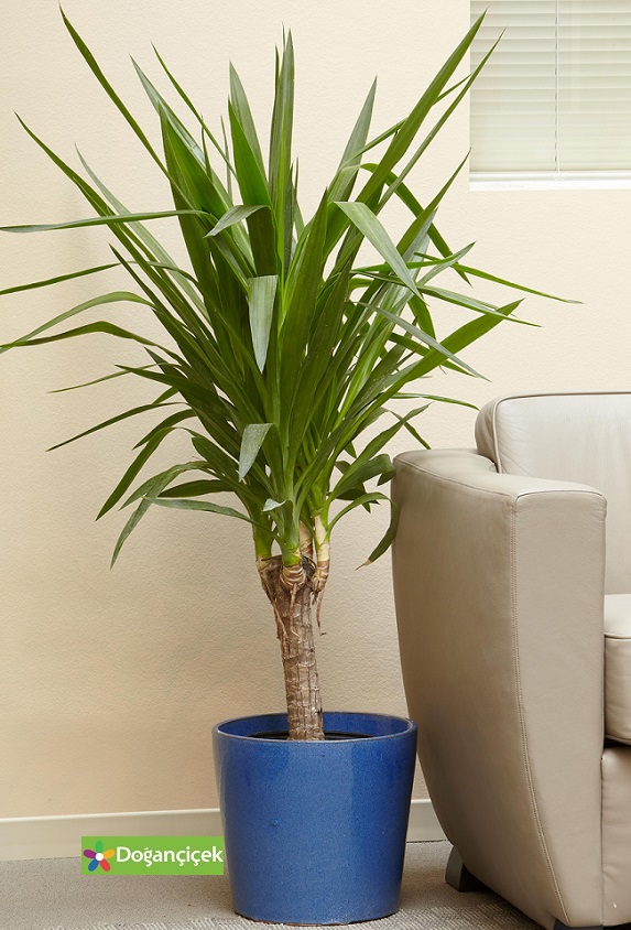 Yukka Bitkisi [Avize iei]