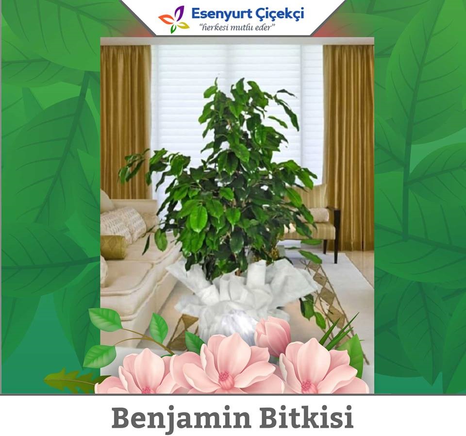 100 Cm Benjamin bitkisi