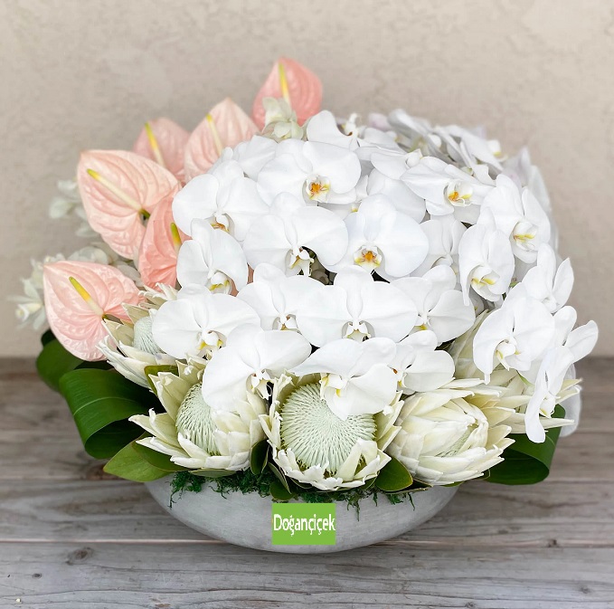 Orkide Tasarm Aranjman