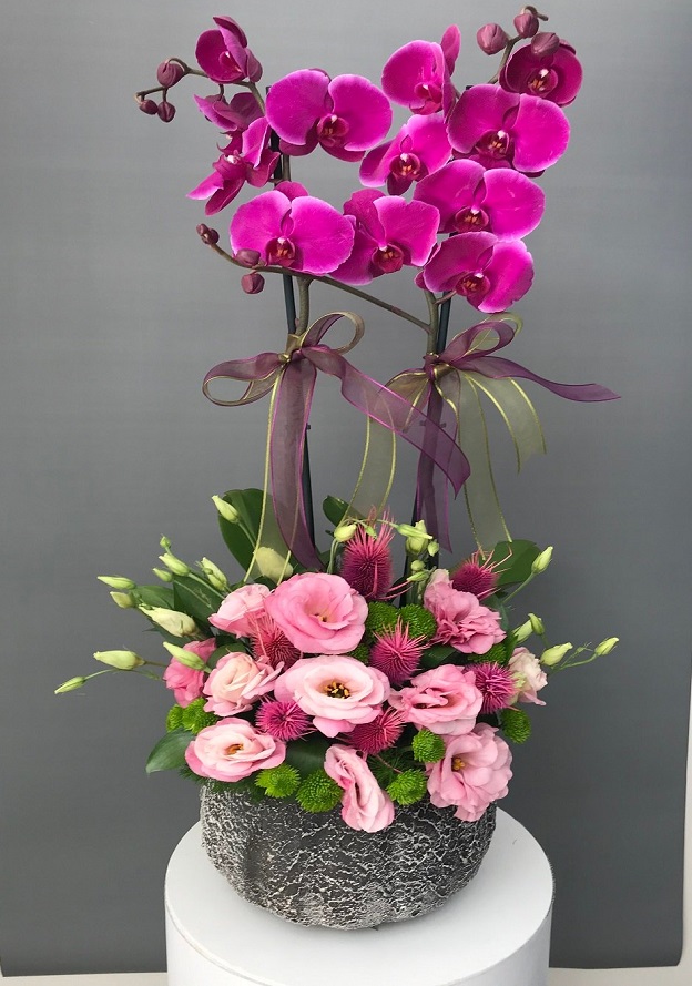 Nutik Orkide & Arajman