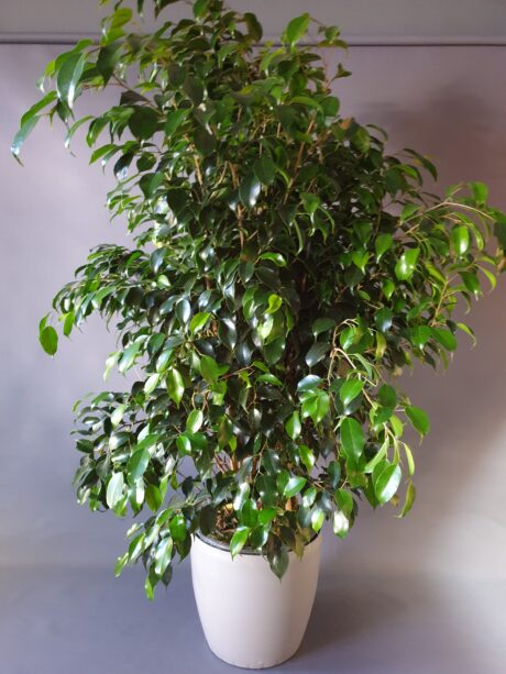 Tyap Benjamin Siparii