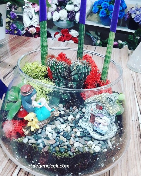 Sukulent Bitki Teraryum