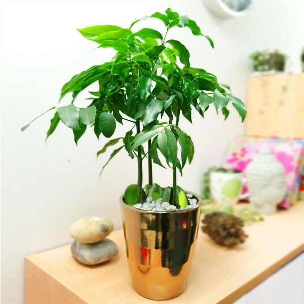 aLTIN sAKSILI bENJAMN