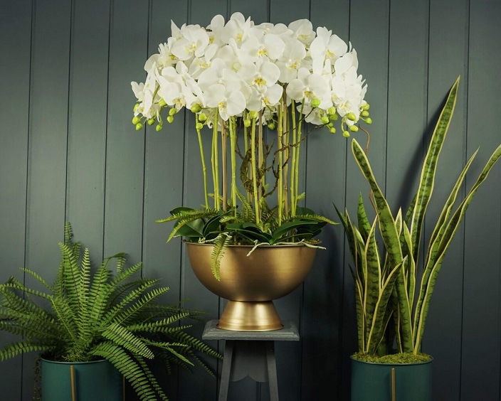 Altn Renk Saksda Vip Orkideler