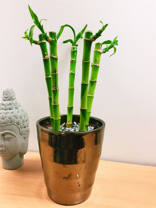 Altn Renk saksda Bambular