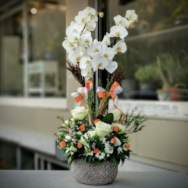 itf Dall Orkideler ve Arajman