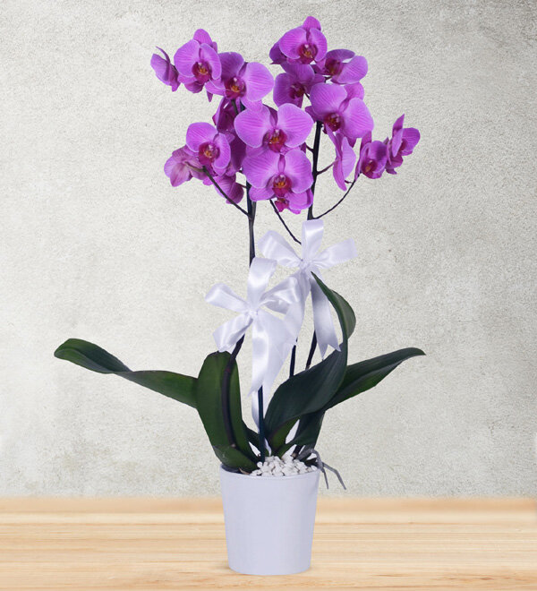 2--koklu-mor-orkide