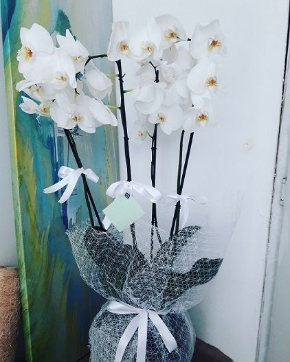 4--dalli-beyaz-orkideler