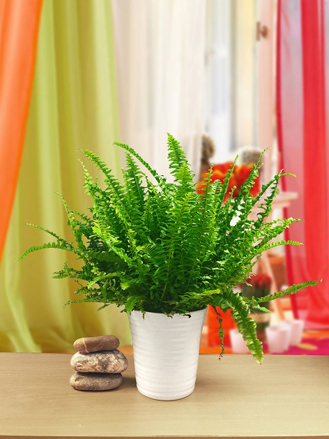 fujer--ask-merdiveni