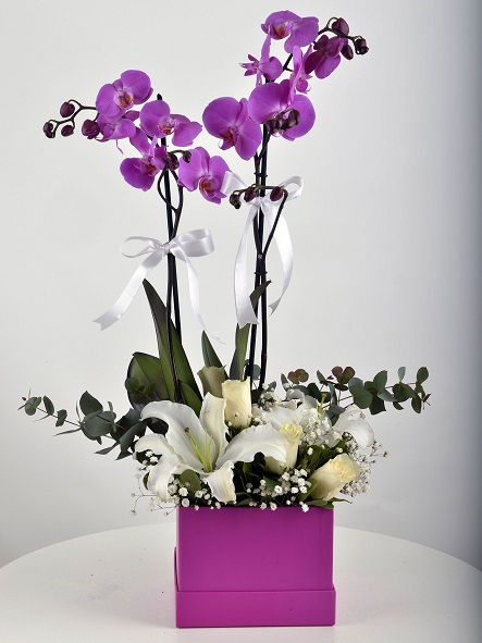 cift-dalli-fusya-orkide
