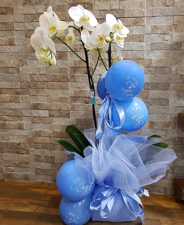 bebek-doum-cicei-orkide