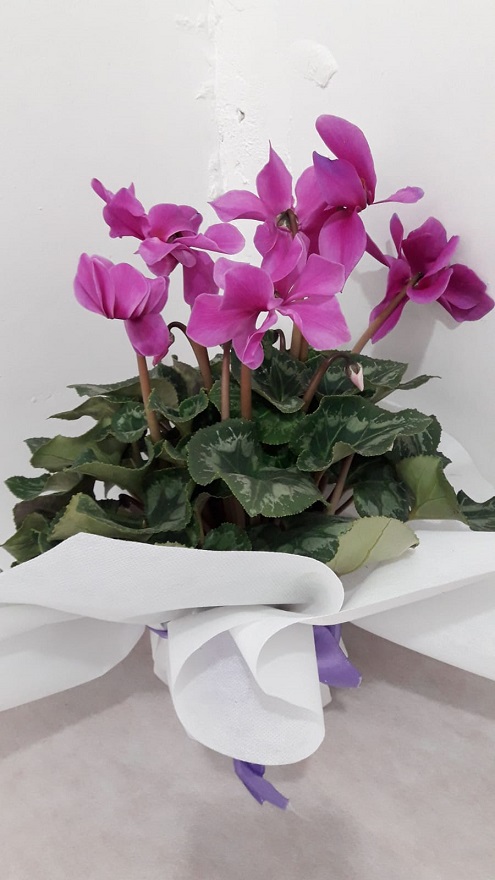 tavsan-cicei--siklamen