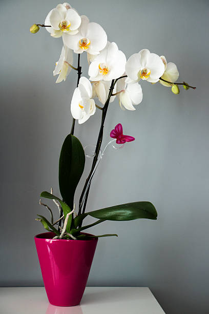 tuyap-fuar-orkide-siparisi